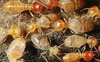 Diệt mối tận gốc và ngăn ngừa mối xâm hại