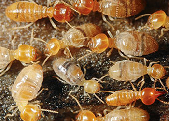 Mối mọt là gì? Vì sao cần diệt mối tận gốc?