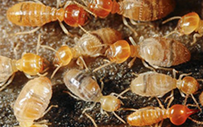 Diệt mối tận gốc và ngăn ngừa mối xâm hại