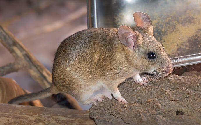 Dịch Vụ Diệt Chuột