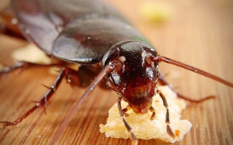 Dịch Vụ Diệt Gián