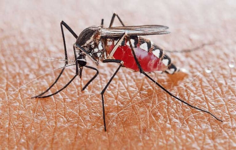 Dịch vụ phun thuốc muỗi tại Huế – Diệt muỗi hiệu quả, an toàn | Tekno Xanh