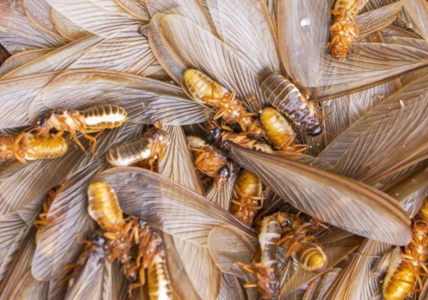 Mối cánh là gì? Những điều cần biết về mối cánh